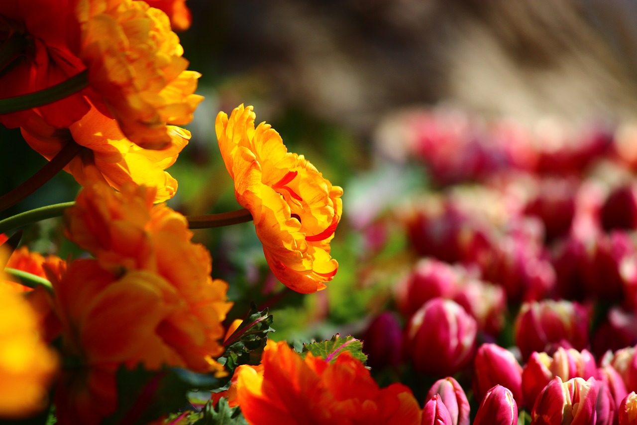 Image - modest yellow tulips great tulips