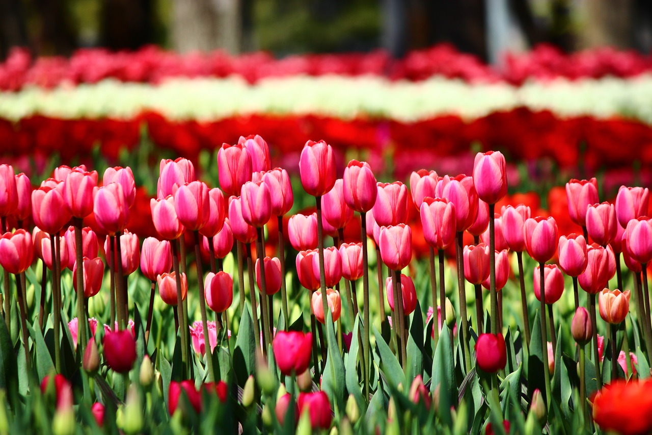 Image - red tulips tulips arrayed