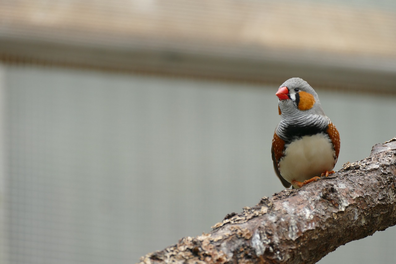 Image - bird waiting for picture