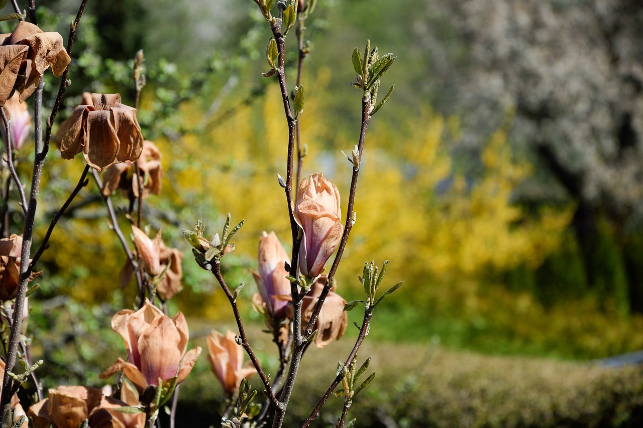 Image - transience frost damage magnolia