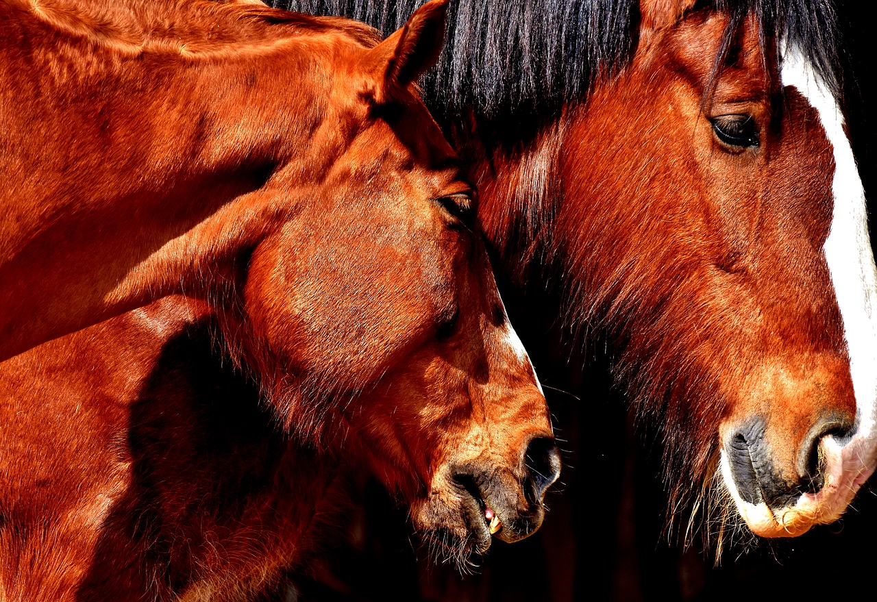 Image - horses friendship horse stable