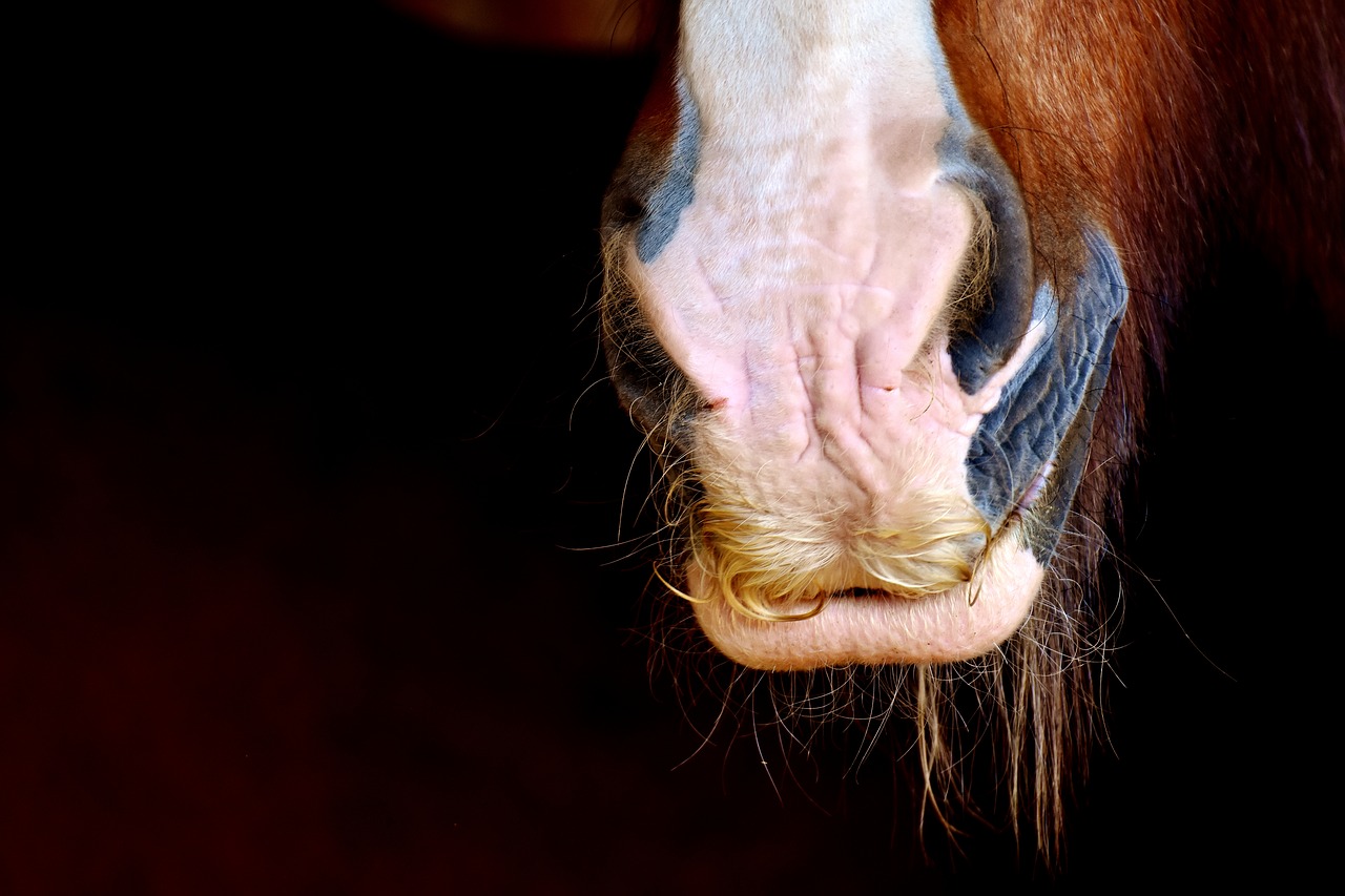 Image - horse snout shire horse nostrils