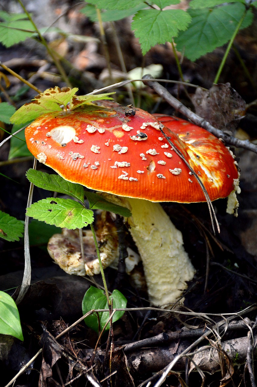 Image - mushroom amanita summer forest