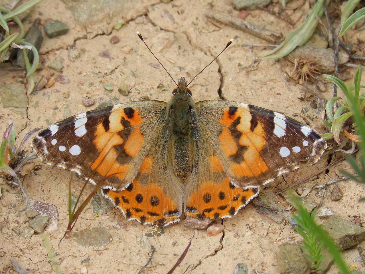Image - butterfly migradora of the thistles