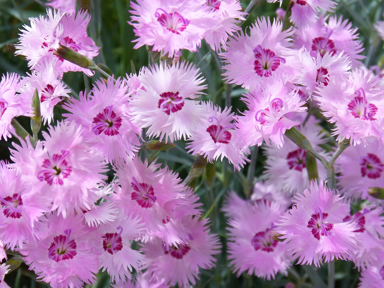 Image - carnations clavellina flowers