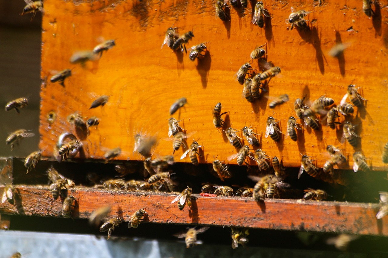 Image - bees foragers hive essain