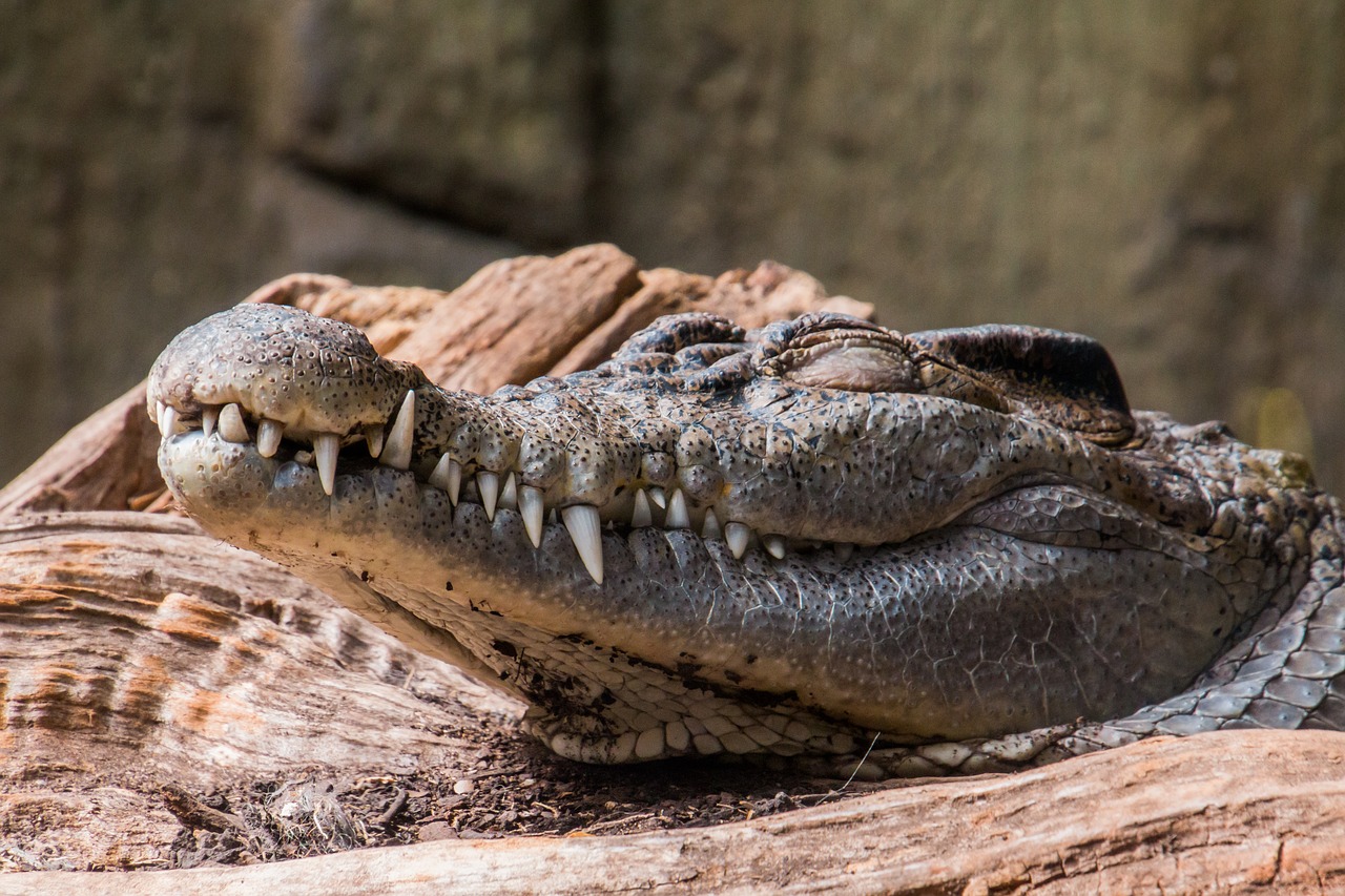 Image - crocodile sleep reptile skin tooth