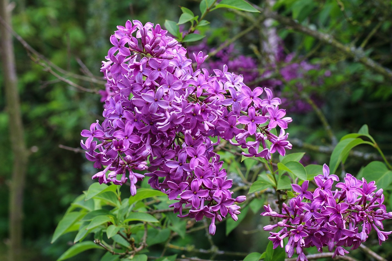 Image - lilac shrub spring garden flower