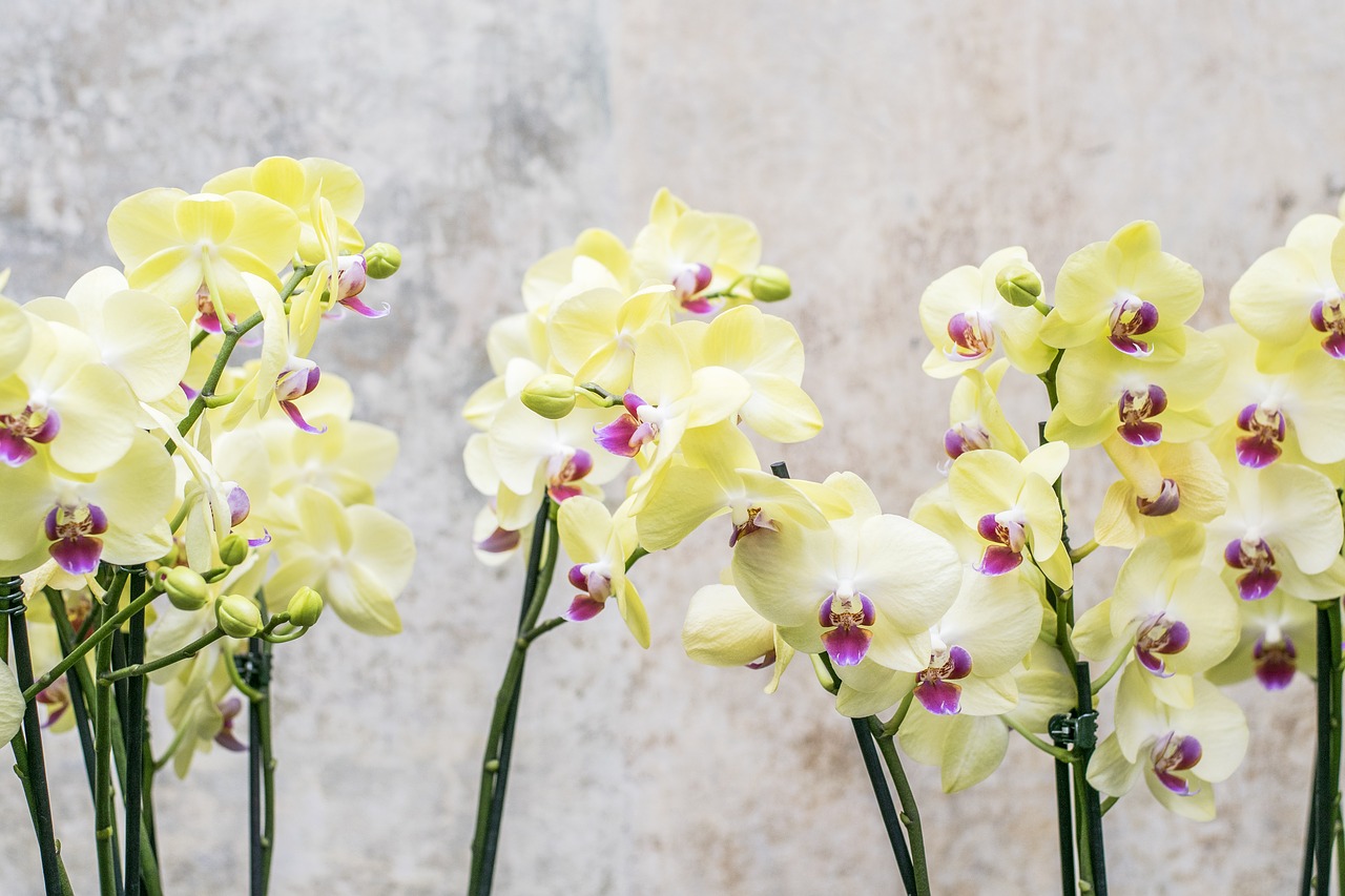 Image - orchid flower floral nature