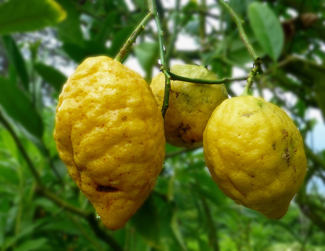 Image - lemons yellow shell lemon tree