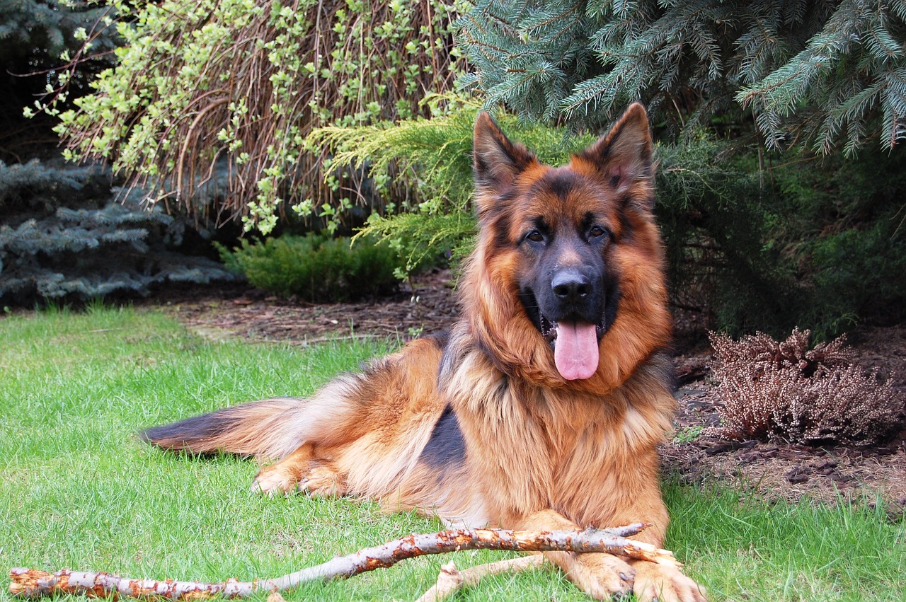 Image - german shepherd friend dog