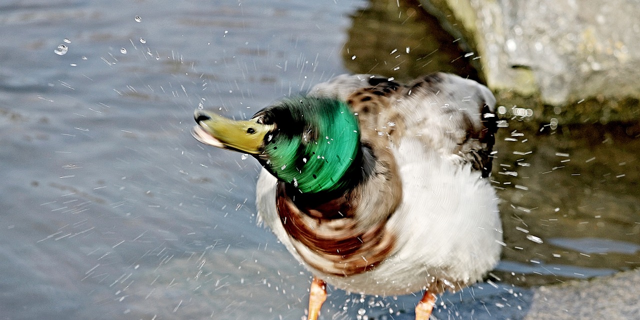 Image - duck inject water splashes shake