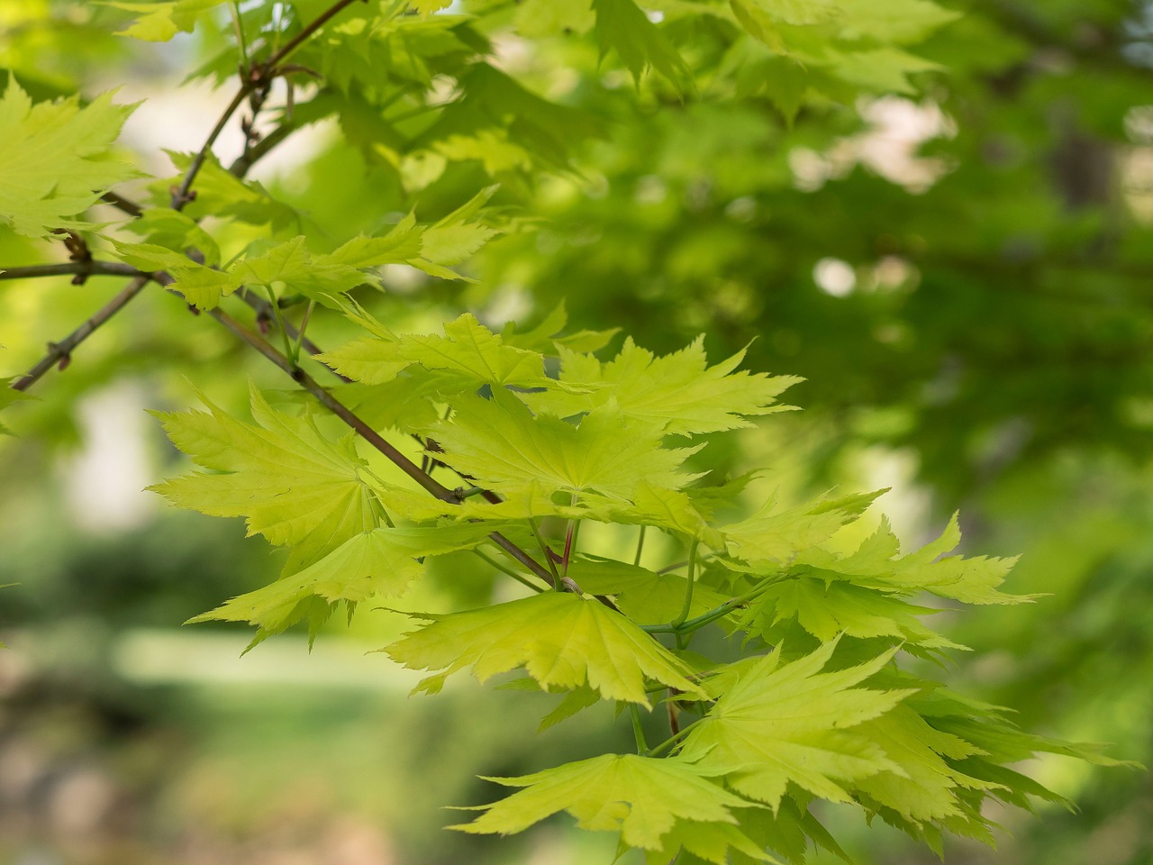 Image - leaves shrub maple green foliage