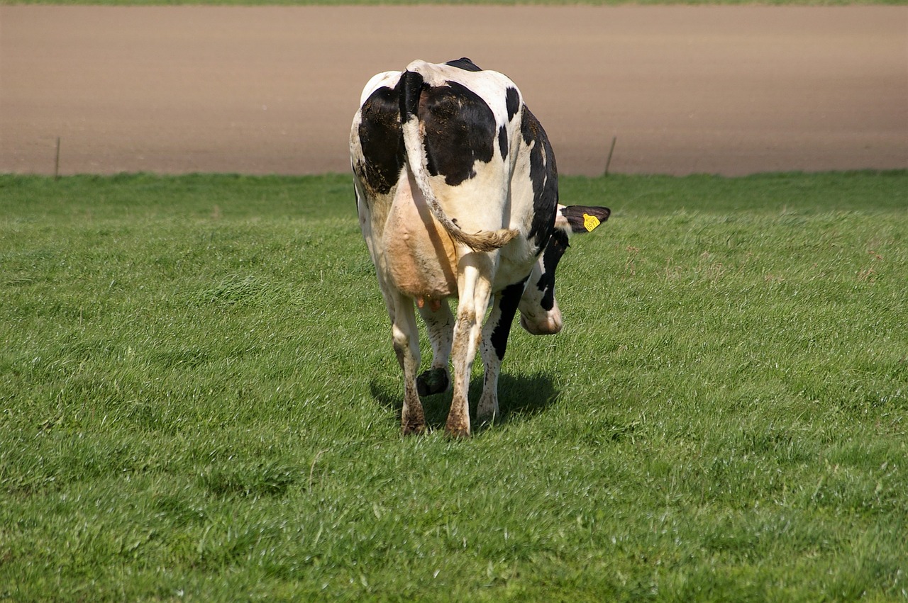 Image - ko bed rural life bait the udder