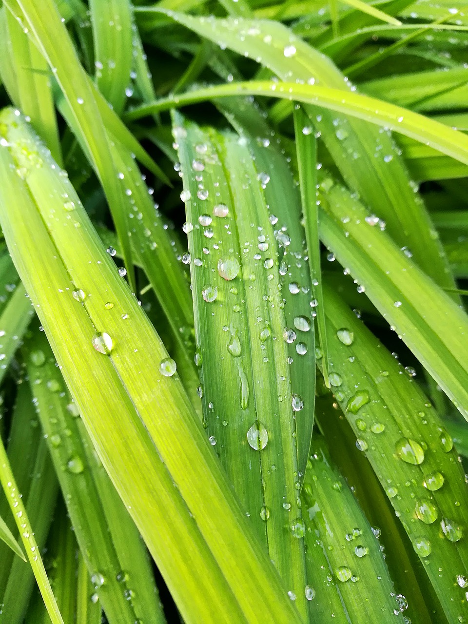 Image - grass stems coccia nature green