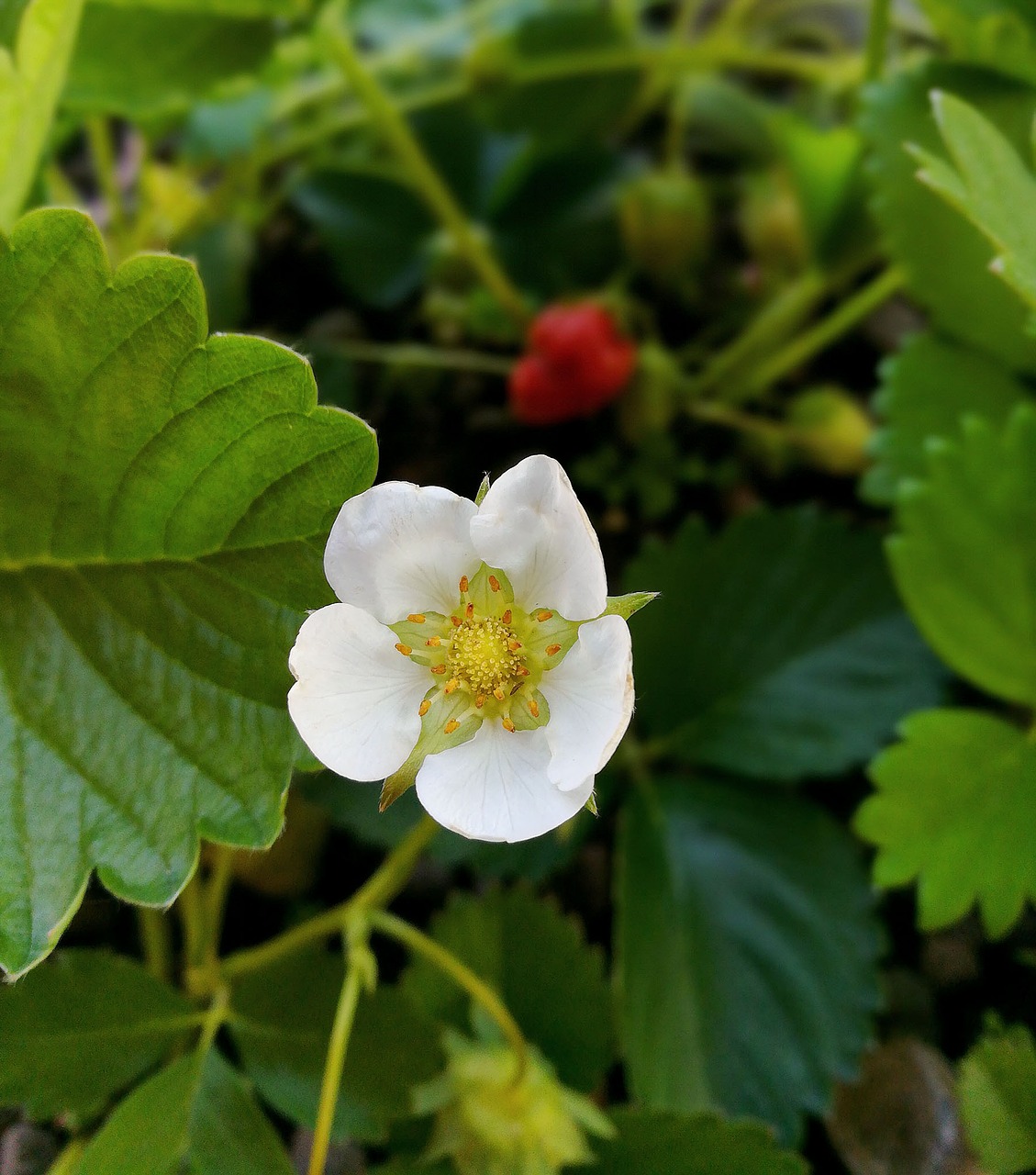 Image - strawberry flower nature fruit