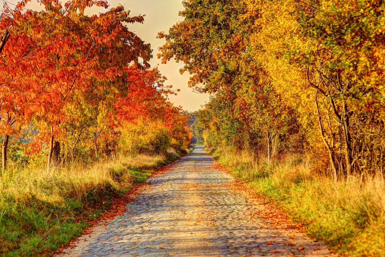 Image - road lane away nature dirt track