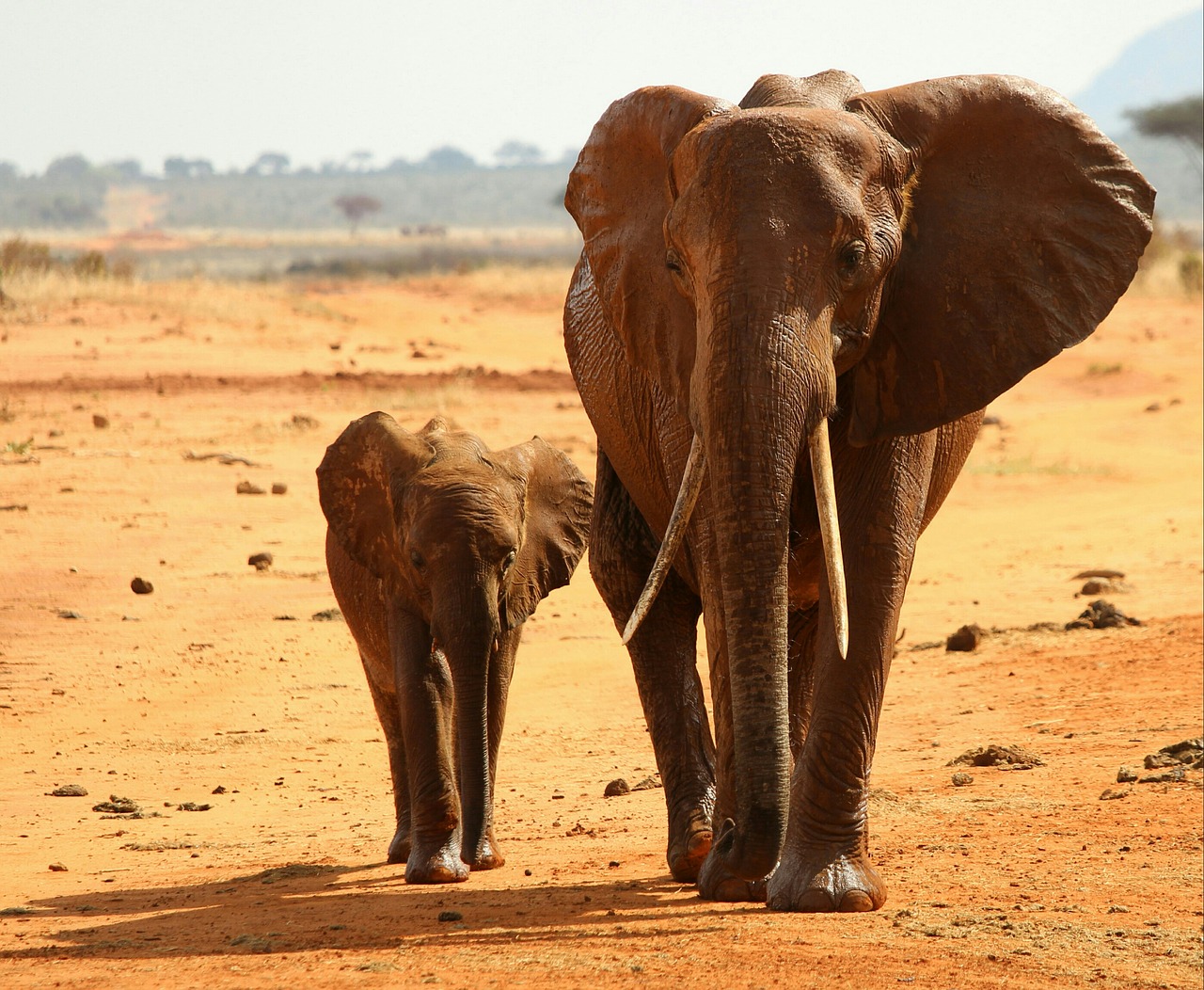 Image - elephant africa national park