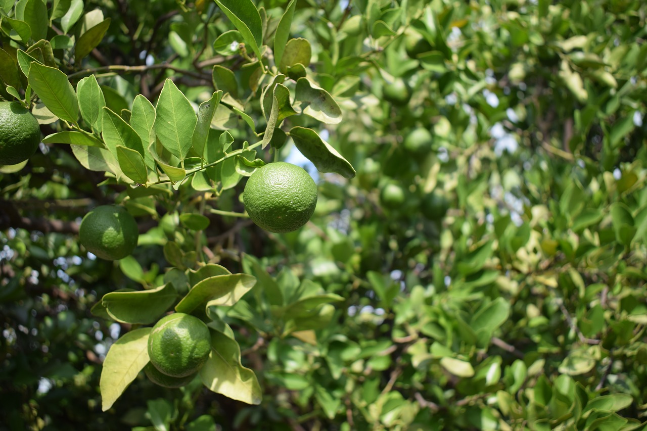 Image - lime green fruit wild fruit plants