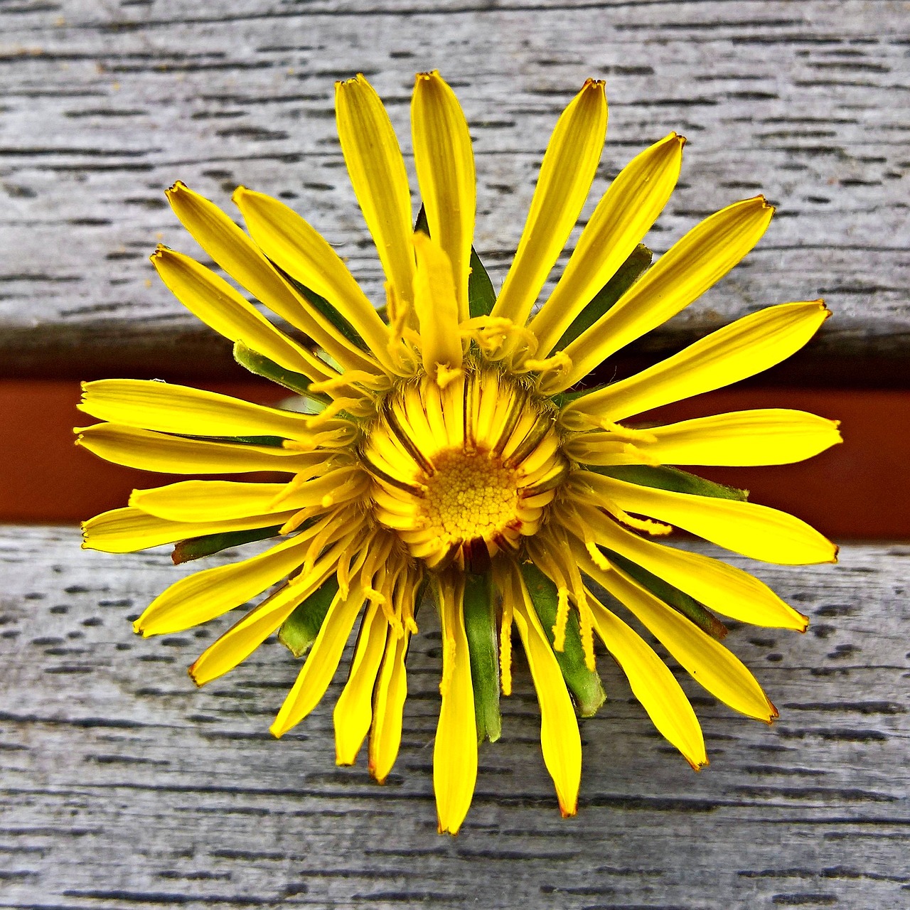 Image - dandelion buttercup single bloom