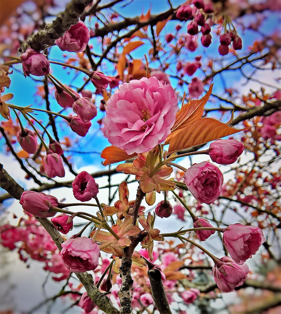 Image - almond blossom almond tree