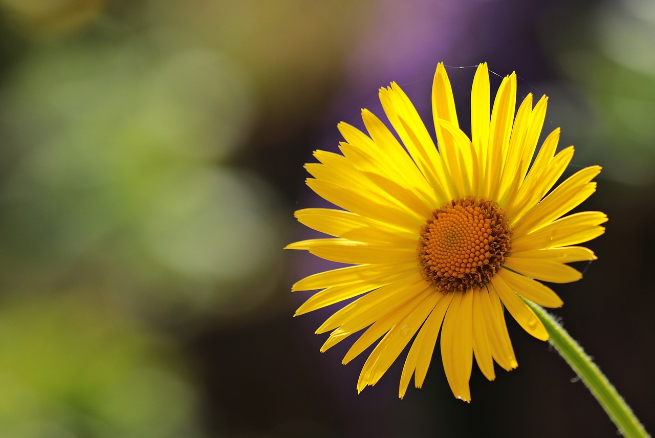 Image - flower daisies blossom bloom