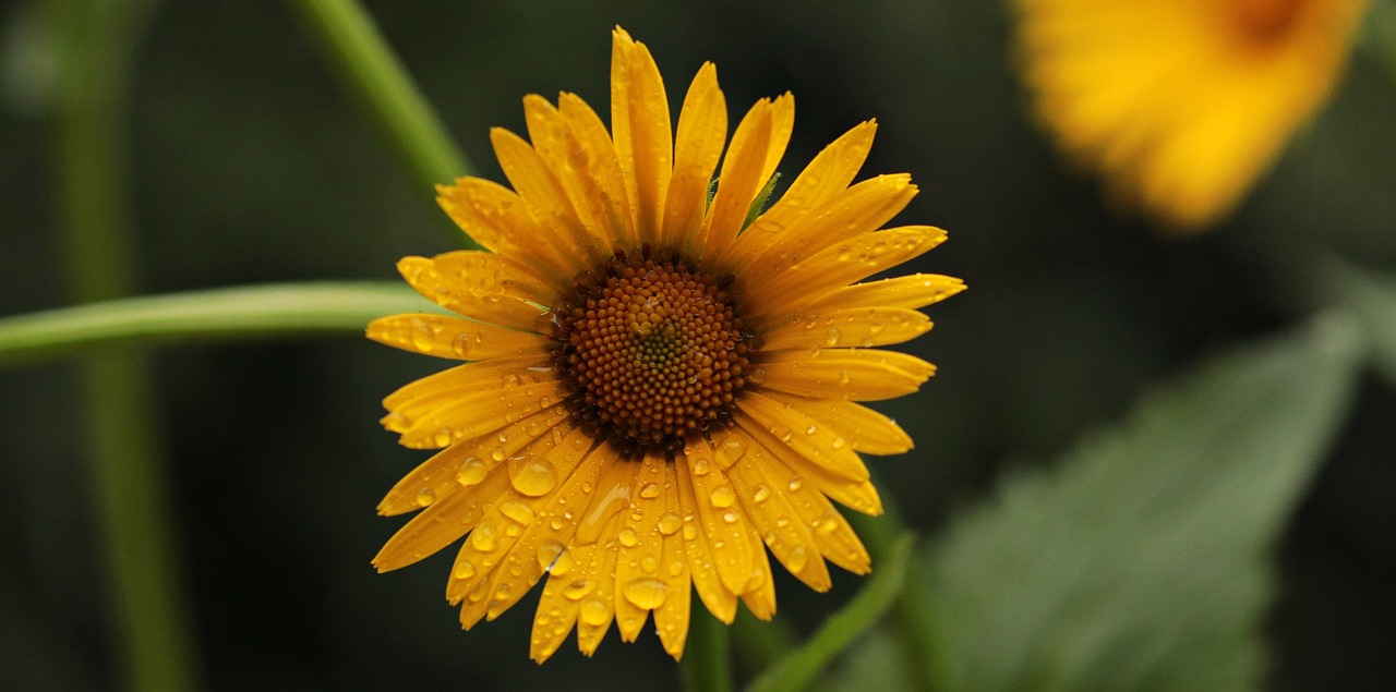 Image - flower daisies blossom bloom