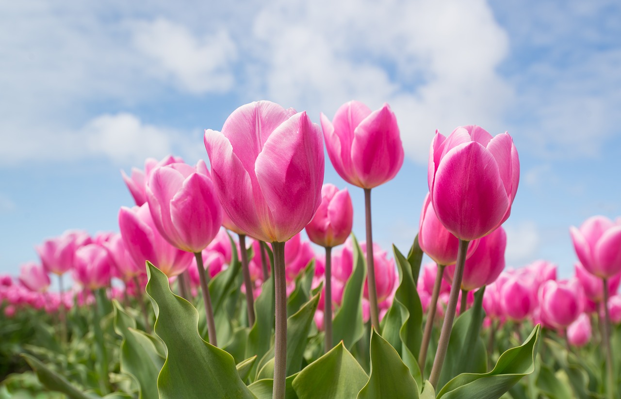 Image - pink tulip bulb field spring