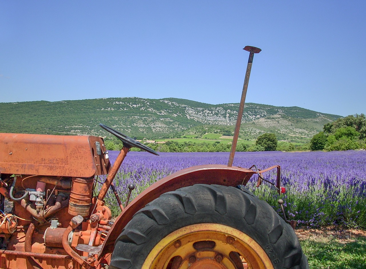 Image - lavender field france summer