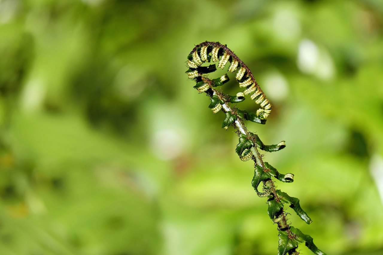 Image - fern young fern fresh shoots