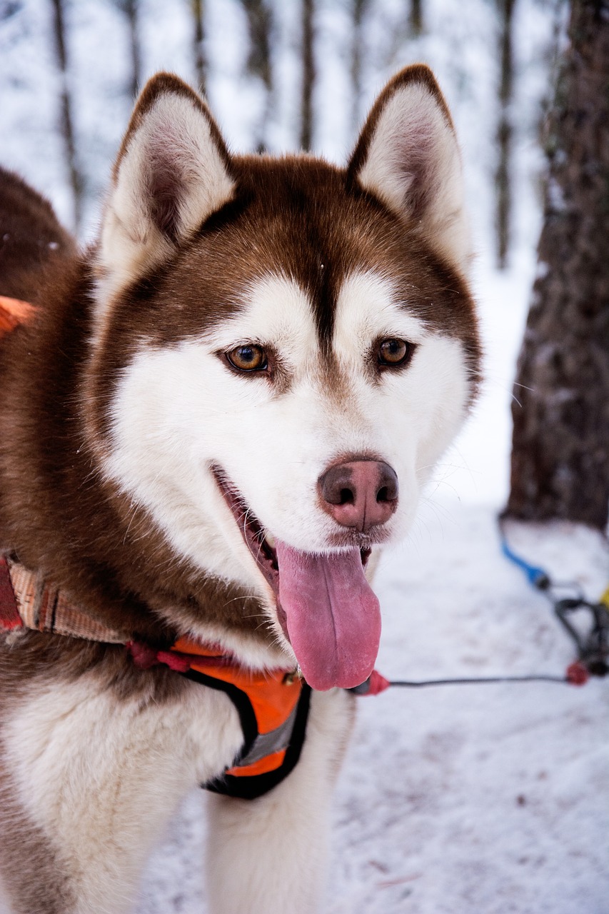 Image - husky dog sled dog snow dog