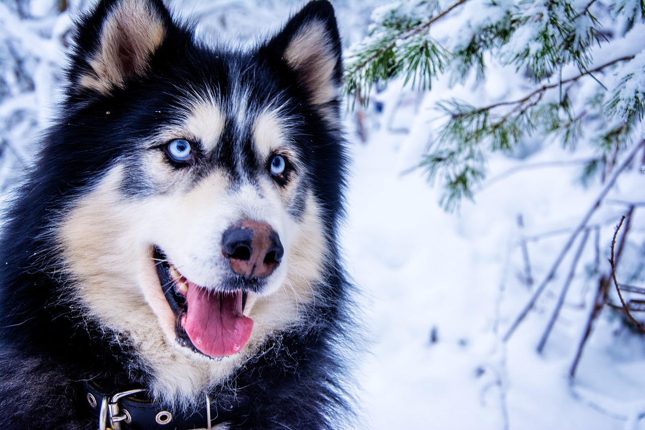 Image - husky snow dog sled dog animal fur