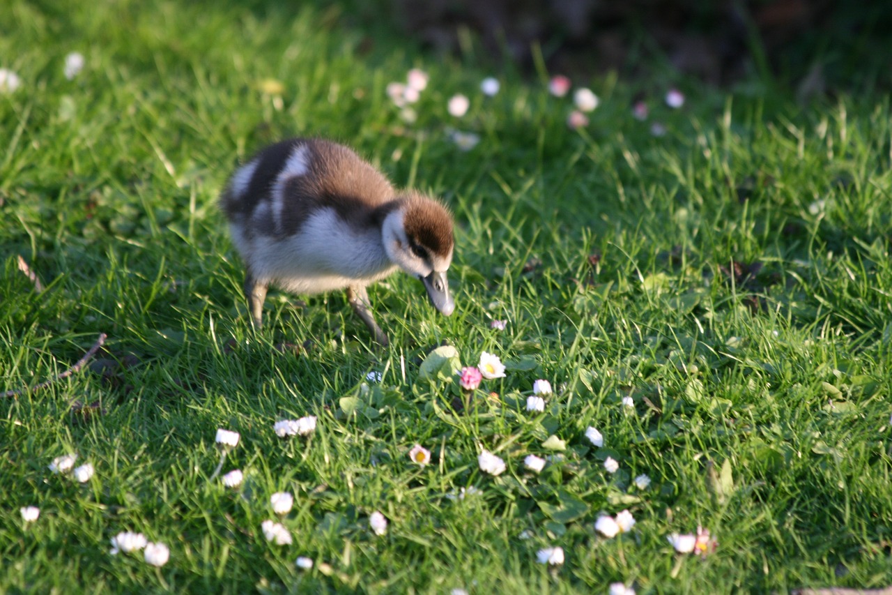 Image - gansje chick animal spring green