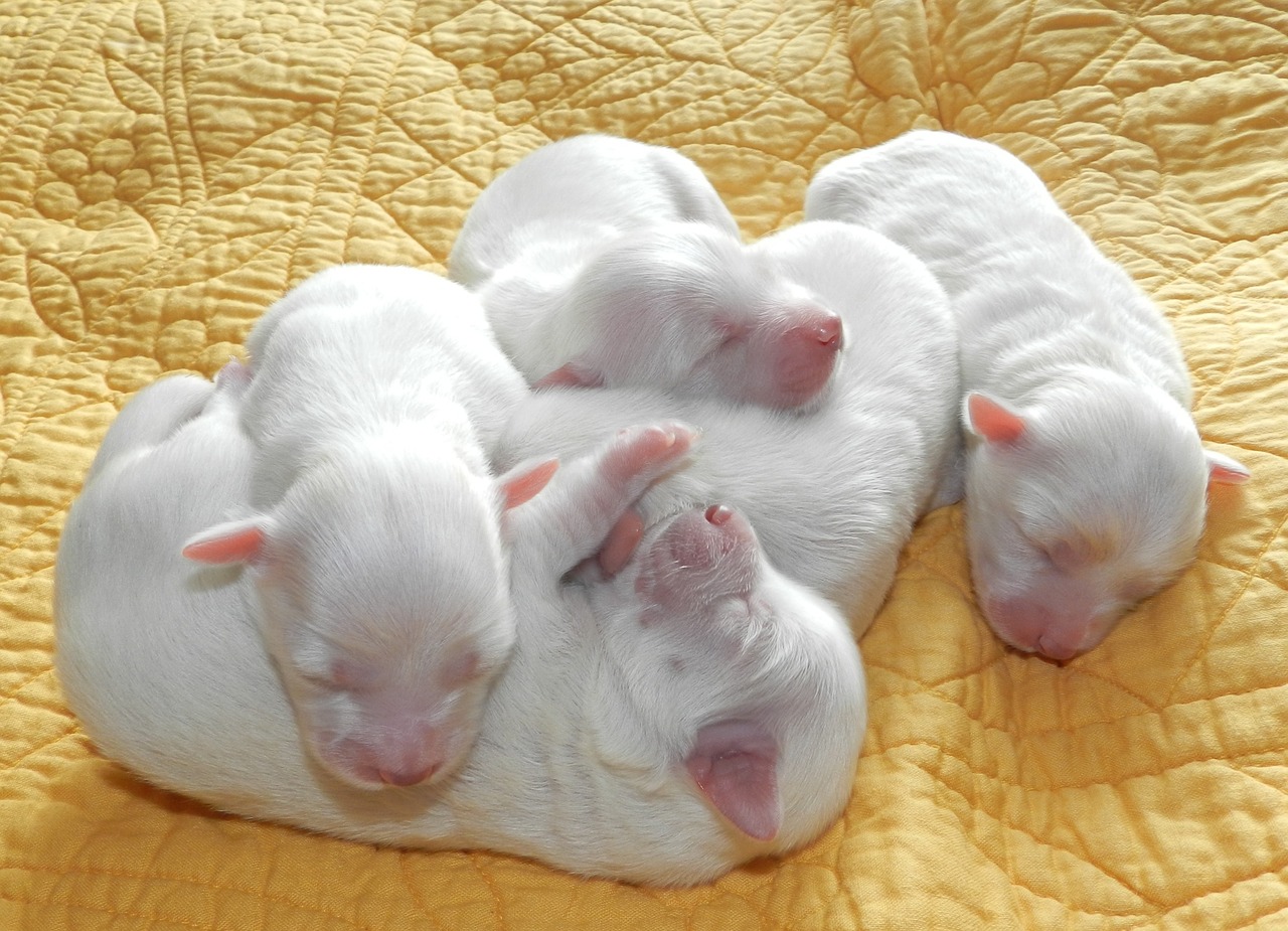 Image - puppies puppy cotton tulear scope