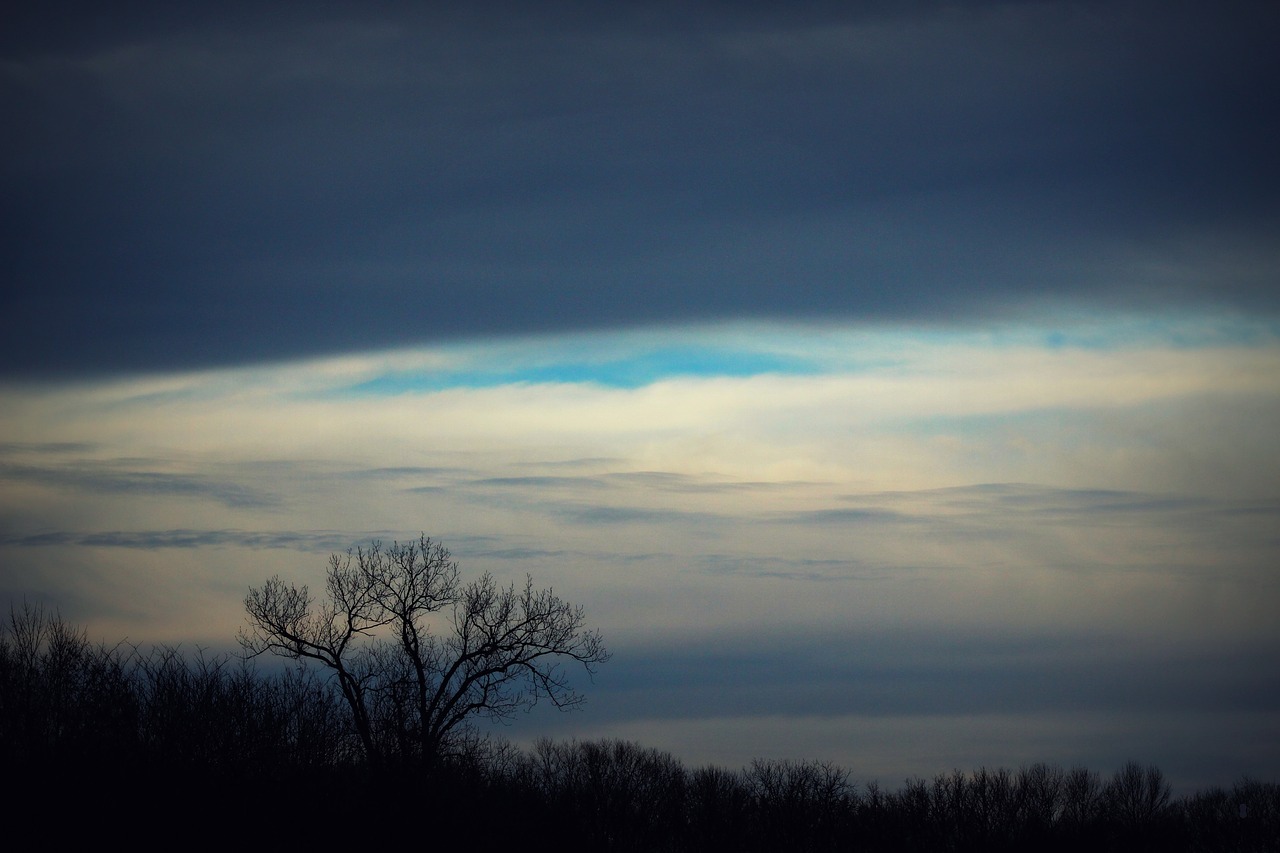 Image - forest tree winter sky dark