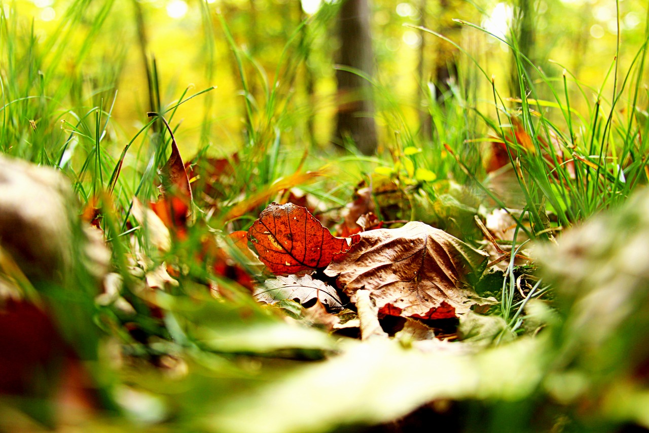 Image - leaves fall grass fall leaves