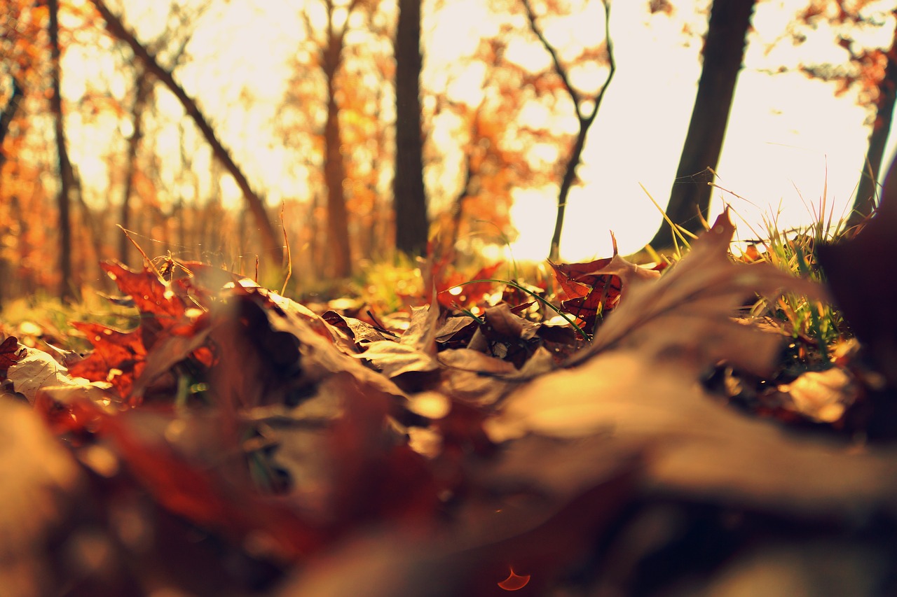 Image - fall leaves cold autumn