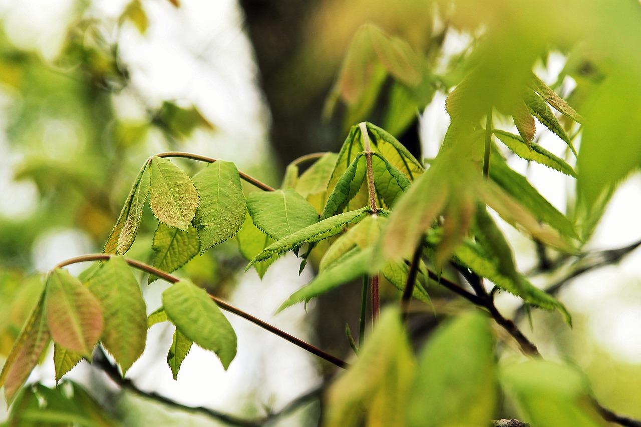 Image - leaves summer bloom nature leaf