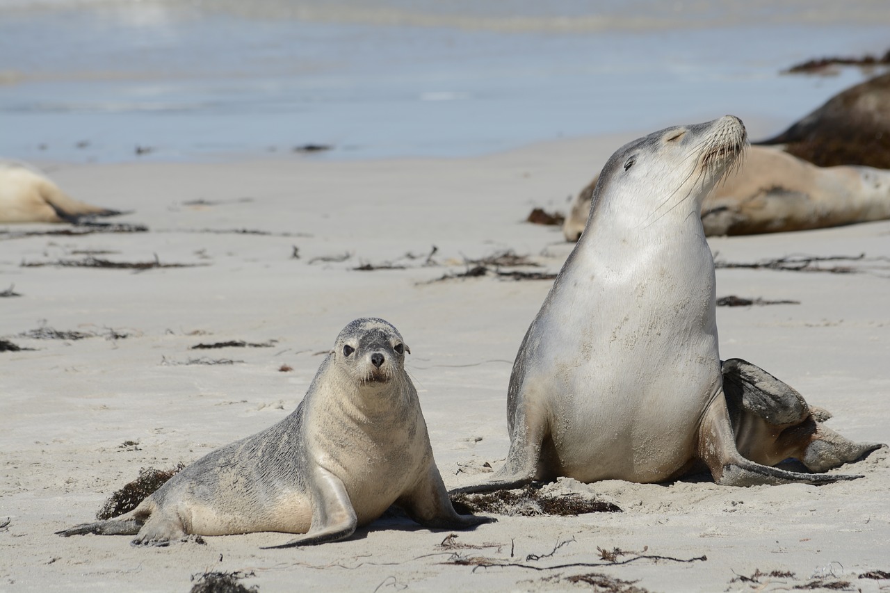 Image - seals in kangaroo island wildlife