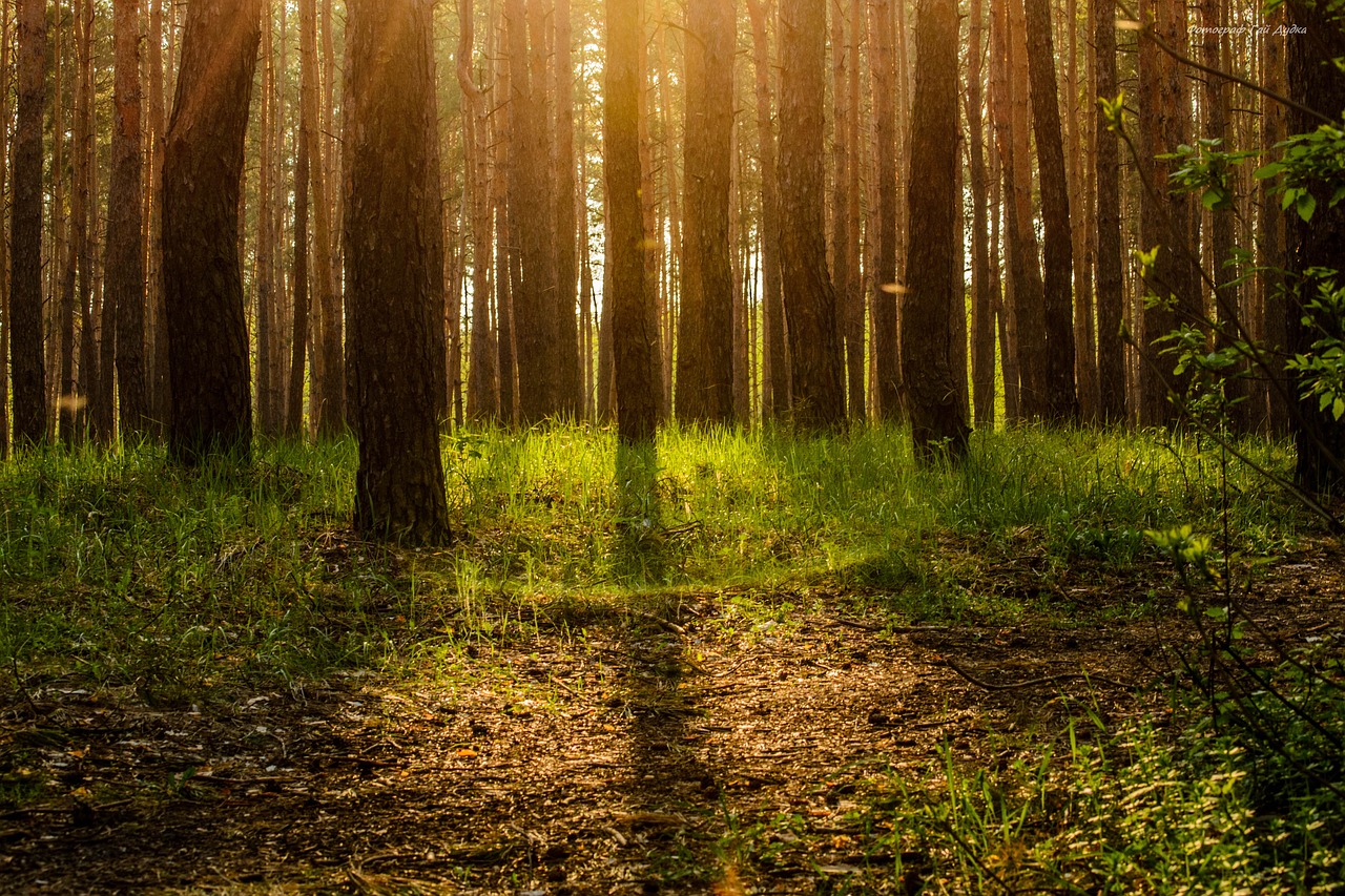 Image - forest ecology tree magic story
