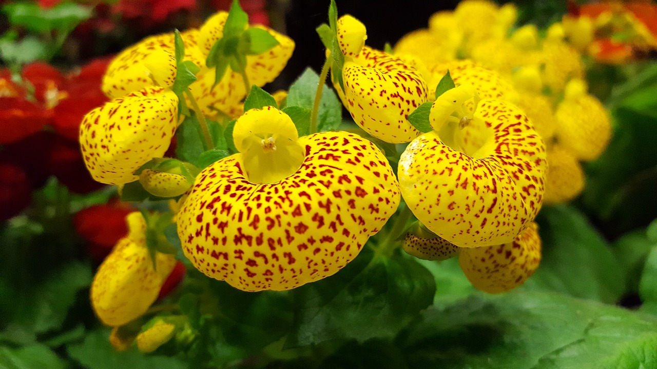 Image - cypripedium calceolus beauty flower