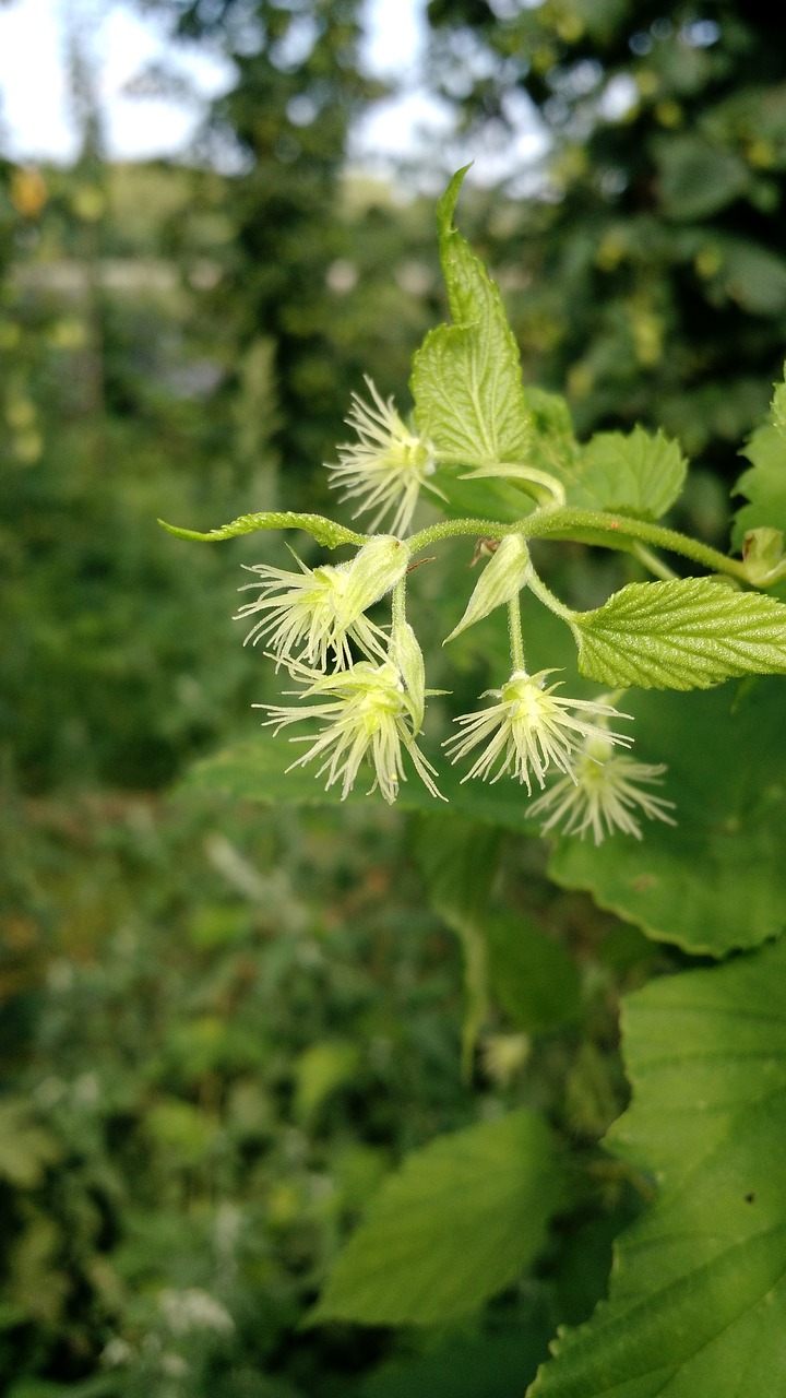 Image - hop burr hop plant wisconsin hops