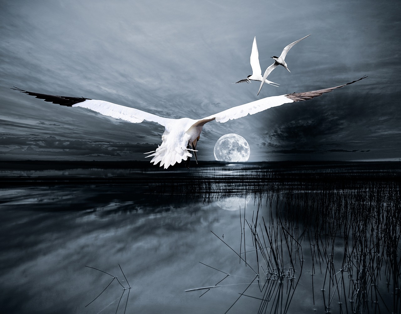 Image - composing landscape moon birds