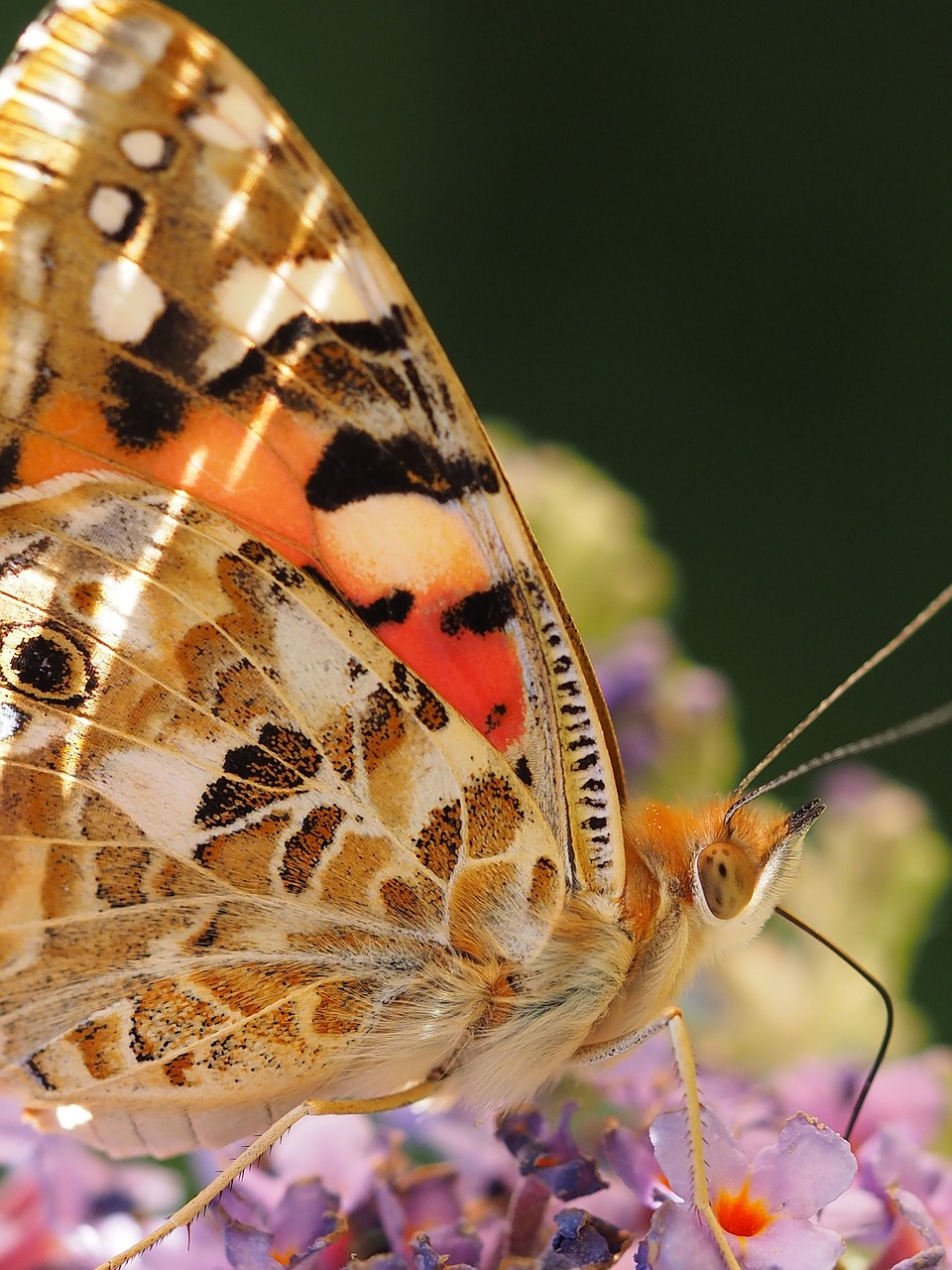 Image - beautiful lady butterfly ledidoptere