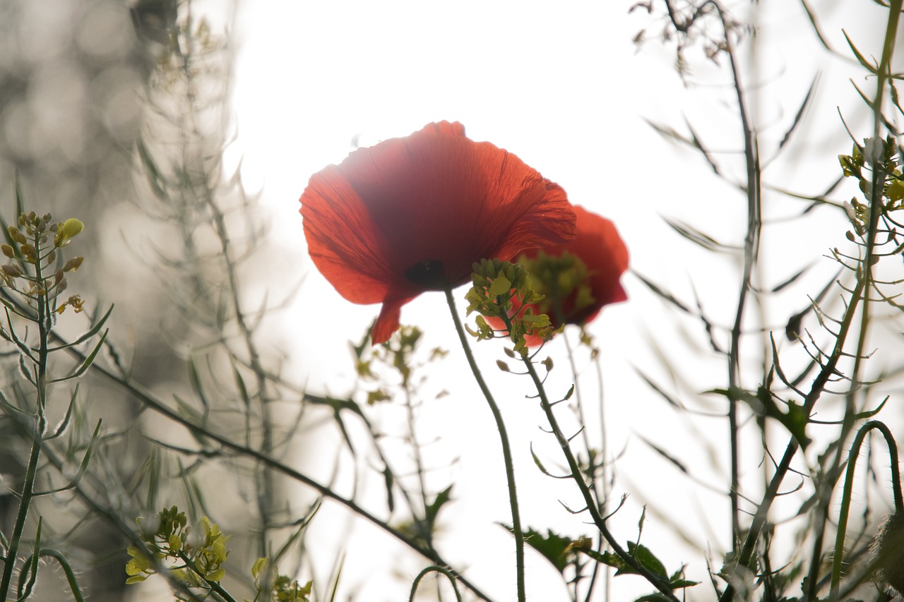 Image - poppy spring field backlight