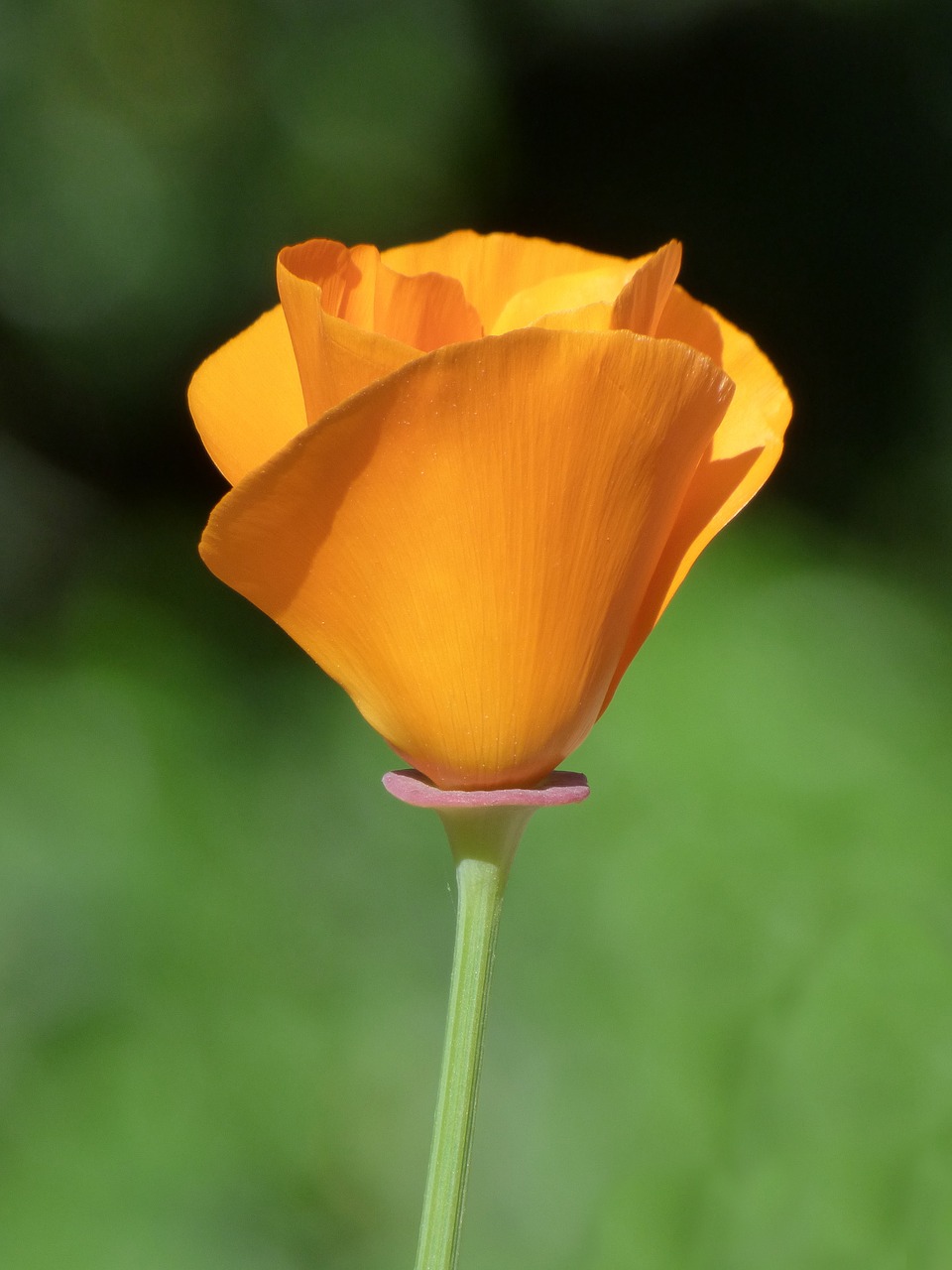 Image - california poppy yellow poppy