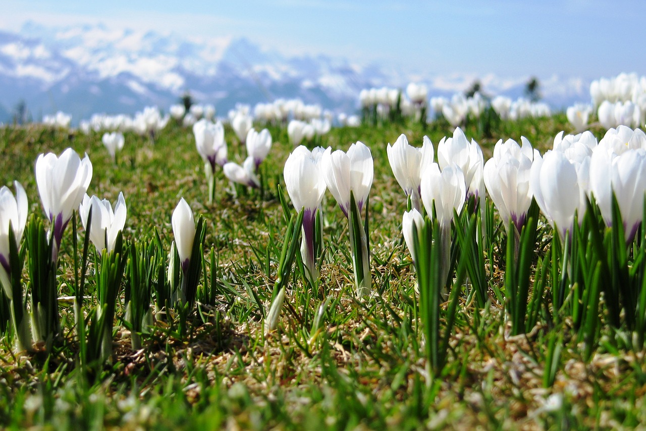 Image - crocus spring switzerland