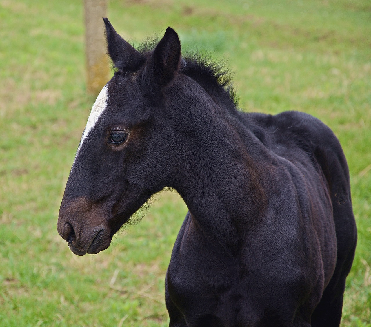 Image - foal horse black