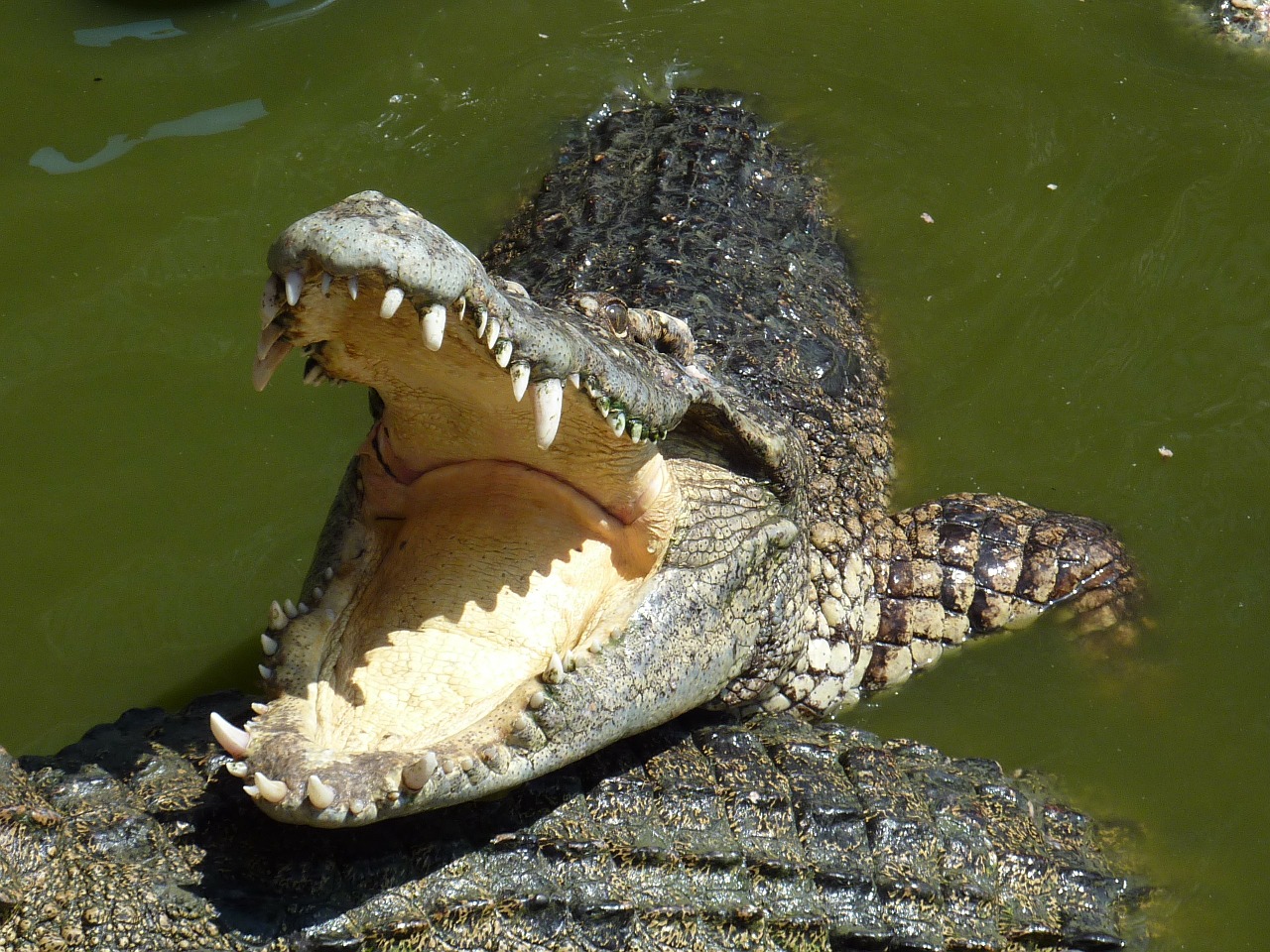Image - crocodile thailand tooth feeding