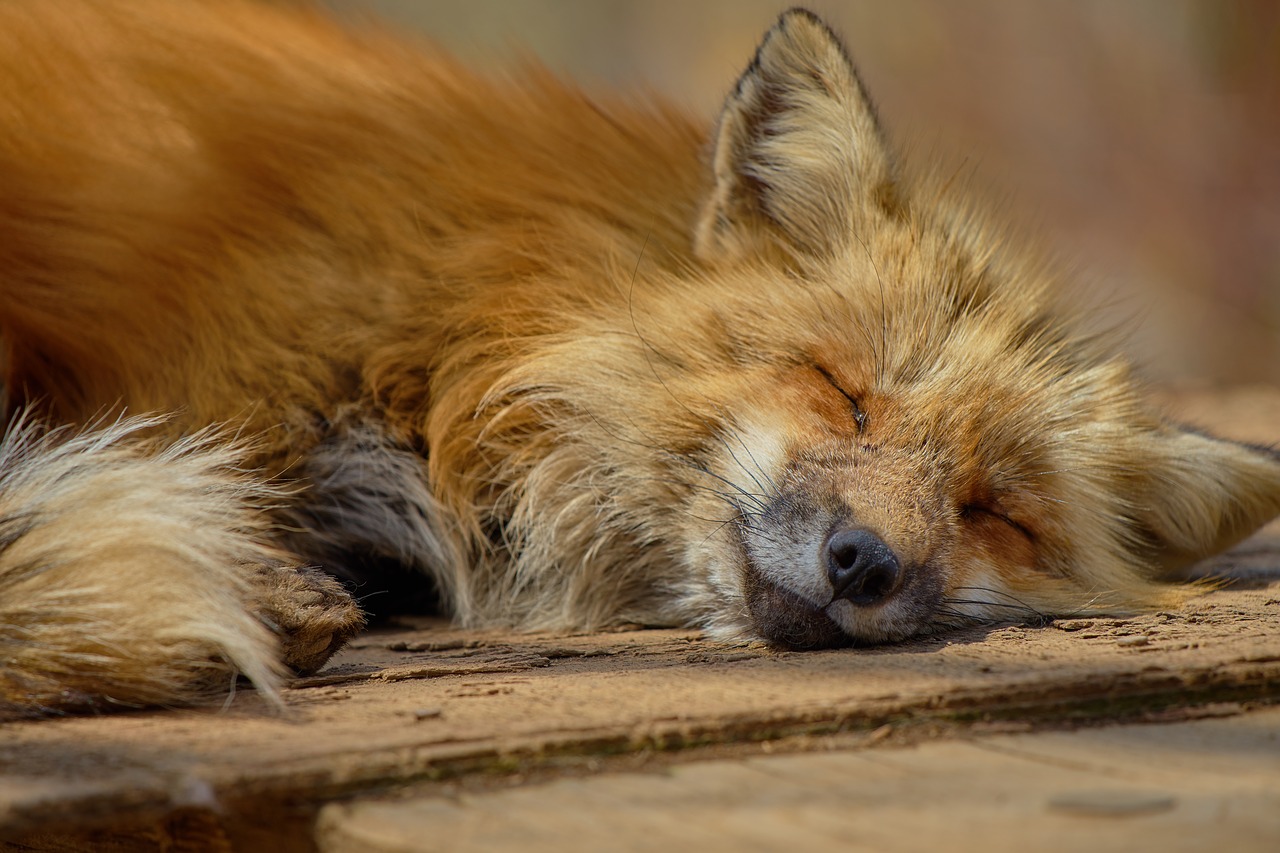 Image - fox japan zao zao fox village